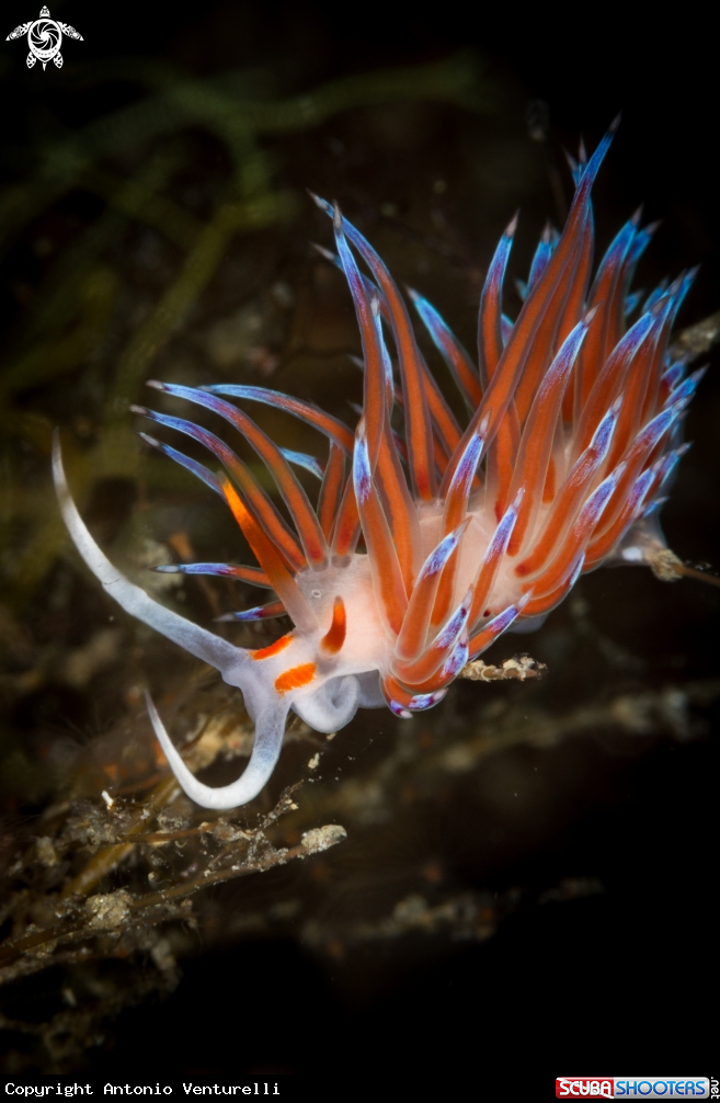 A Cratena nudibranch