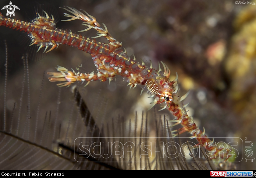 A Ghostpipe fish