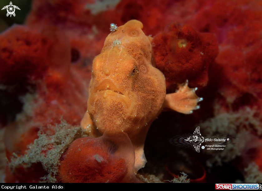 A Frogfish