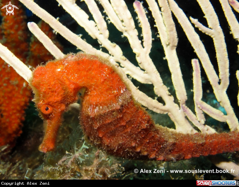 A long nose seahorse