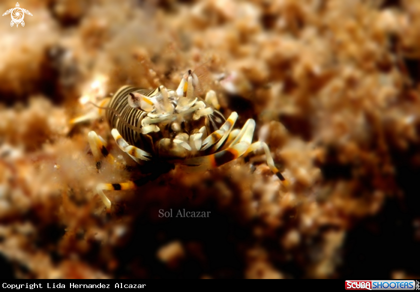 A Gnathophyllum americanum,