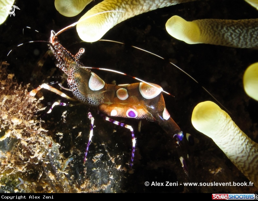 A yukatan shrimp