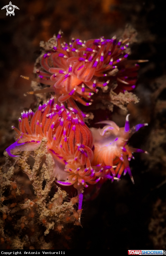 A Red Flabellina nudibranch