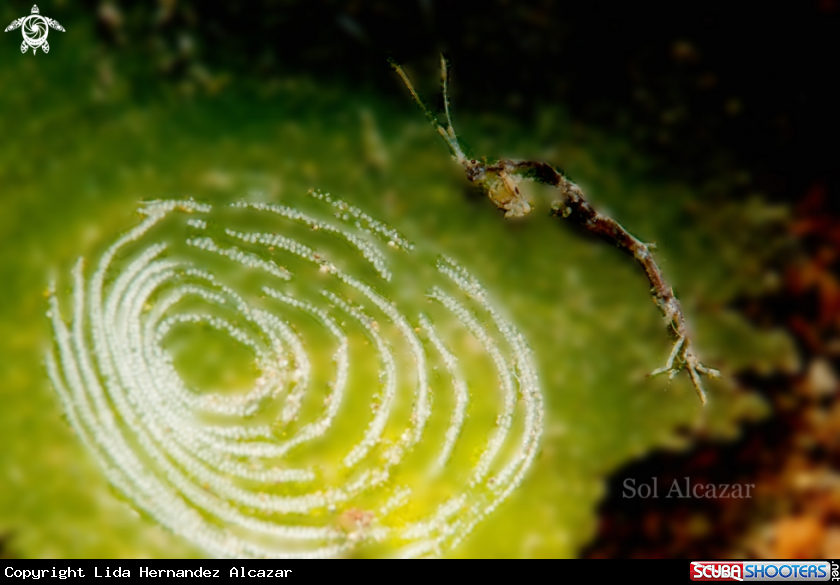 A skeleton shrimp