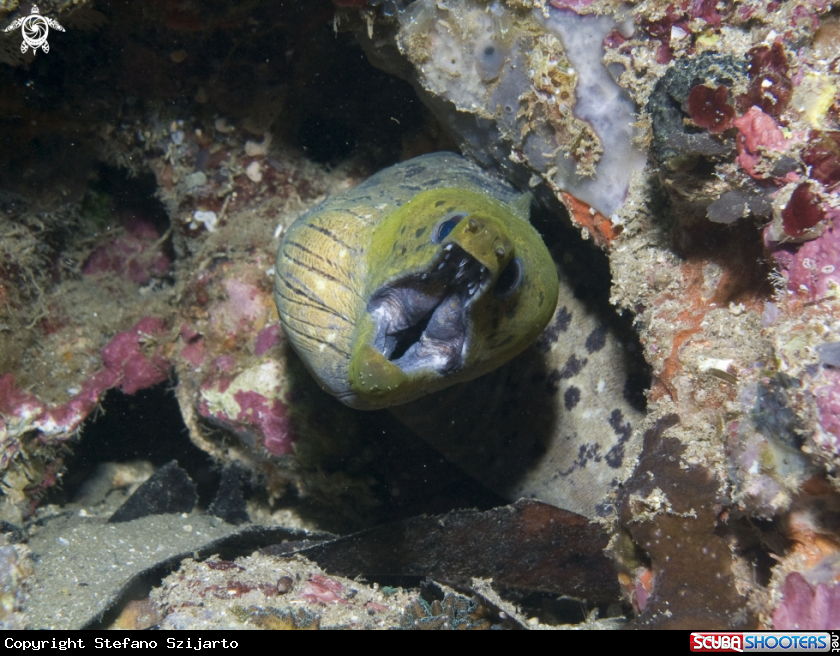 A underwater creature