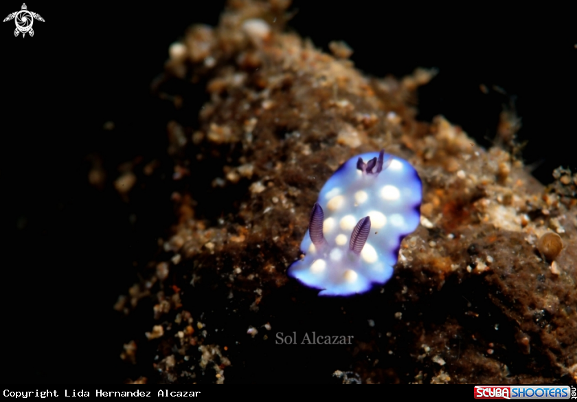 A juvenile Goniobranchus hintuanensis.