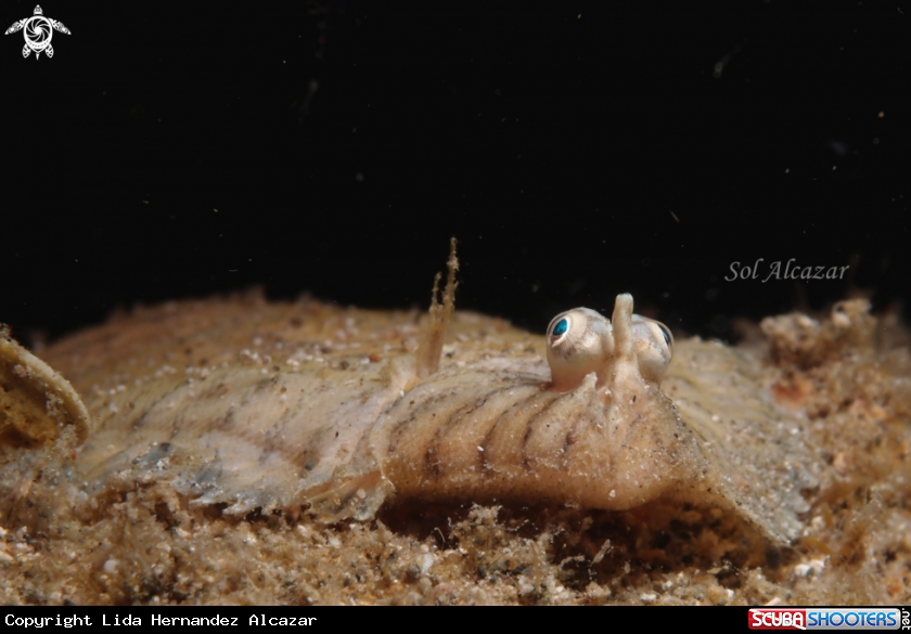 A Flounder fish