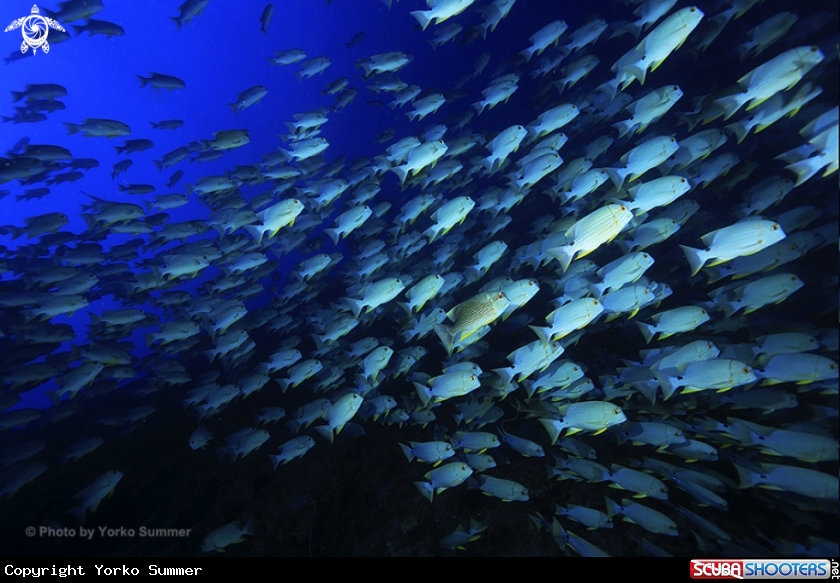 A Blue-lined Sea Bream