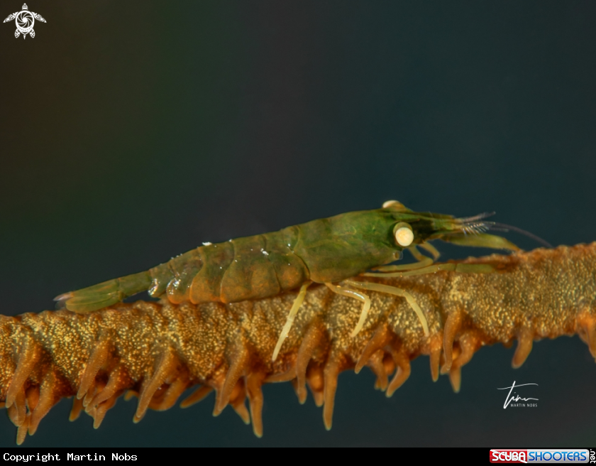 A Wirecoral shrimp