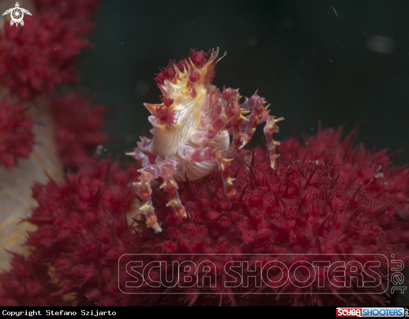 A Candy Crab