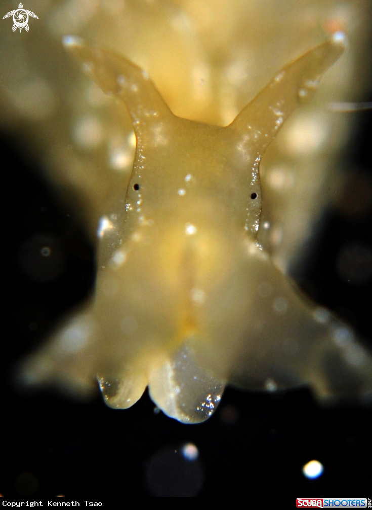 A Sea Hare