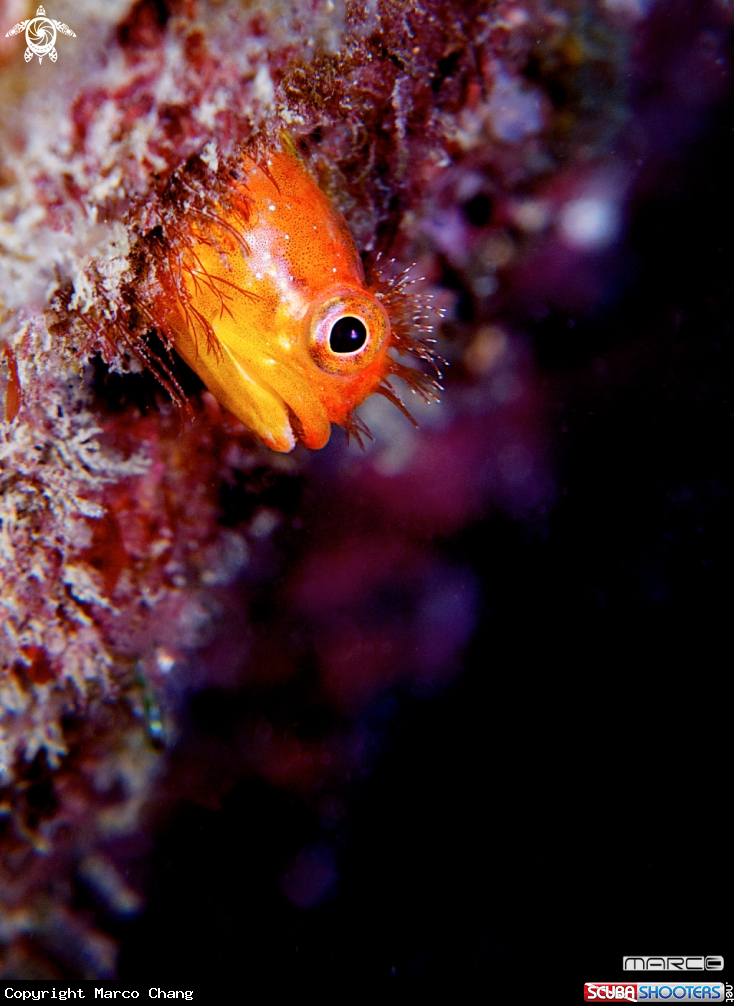 A Orange-Punk-Blenny