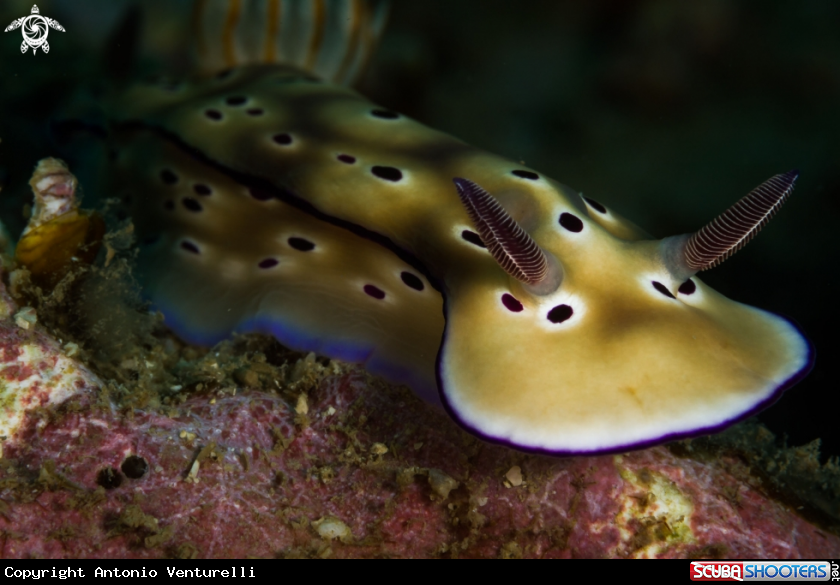 A Hypselodoris tryoni nudibranch