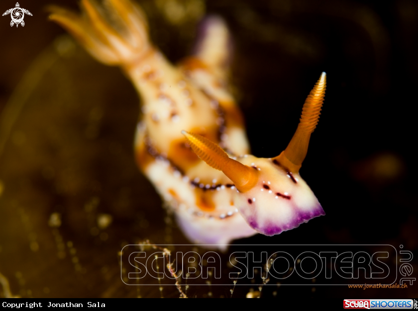 A Hypselodoris Krakatoa