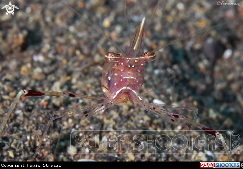 A Anemone Shrimp