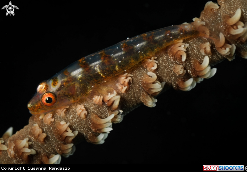 A Whip coral gobi