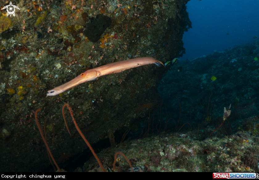 A pipe fish 