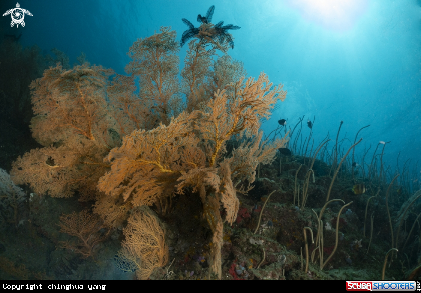 A sea fans