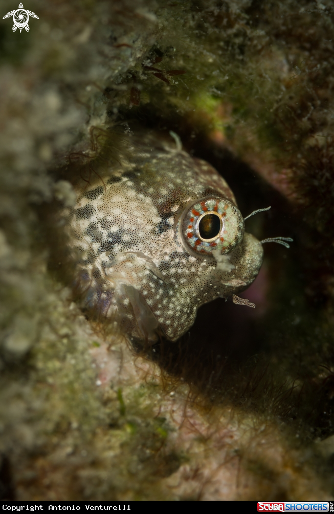 A Blenny fish