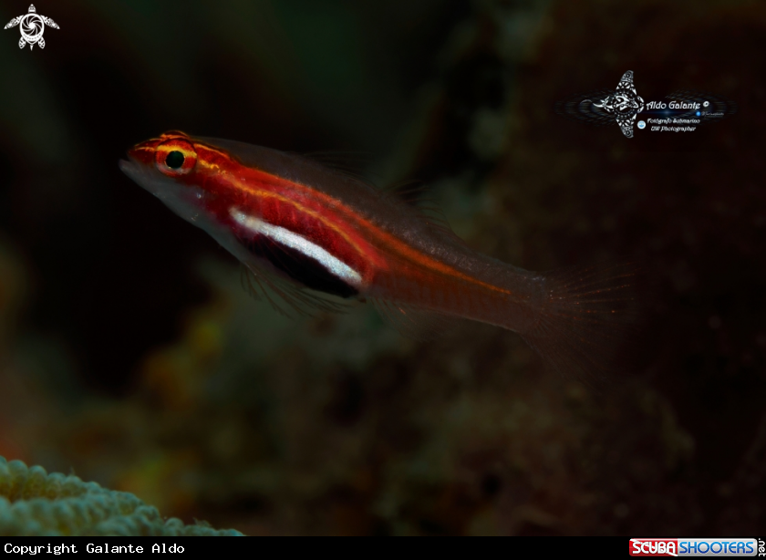 A Goby