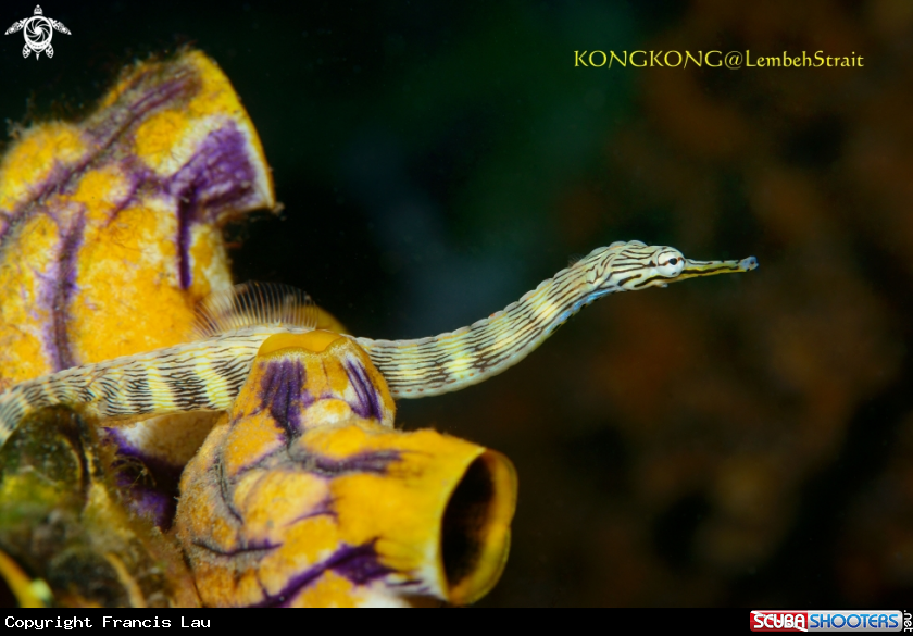 A Reeftop pipefish, Corythoichthys aematopterus