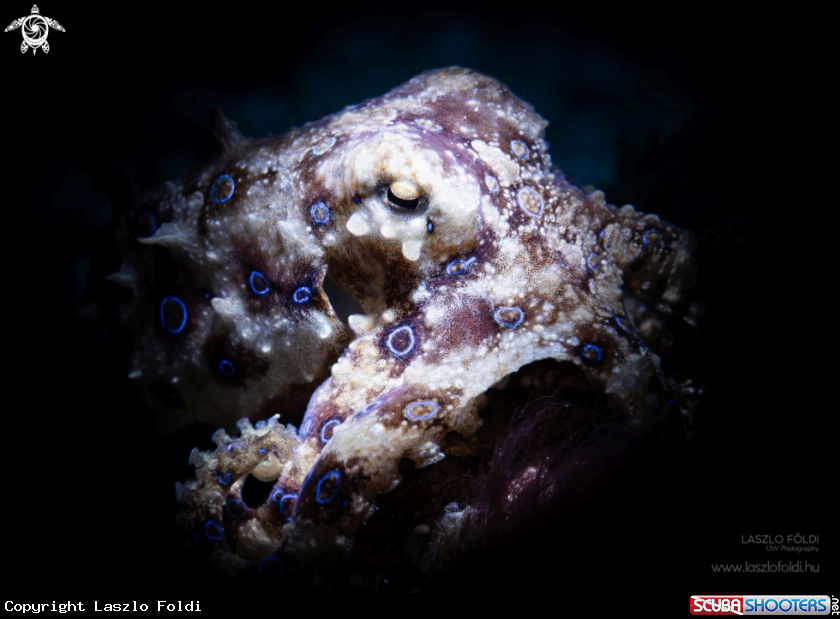 A Blue-ringed octopus