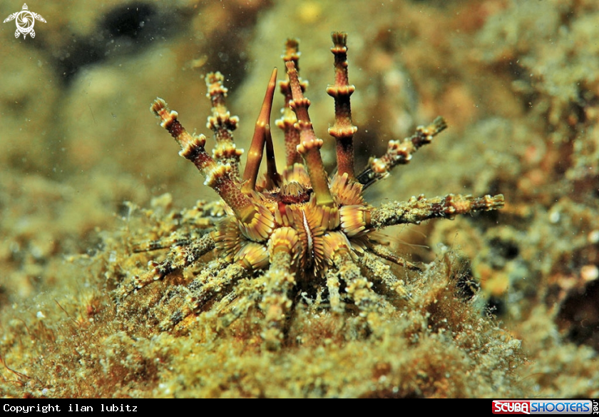 A sea urchin