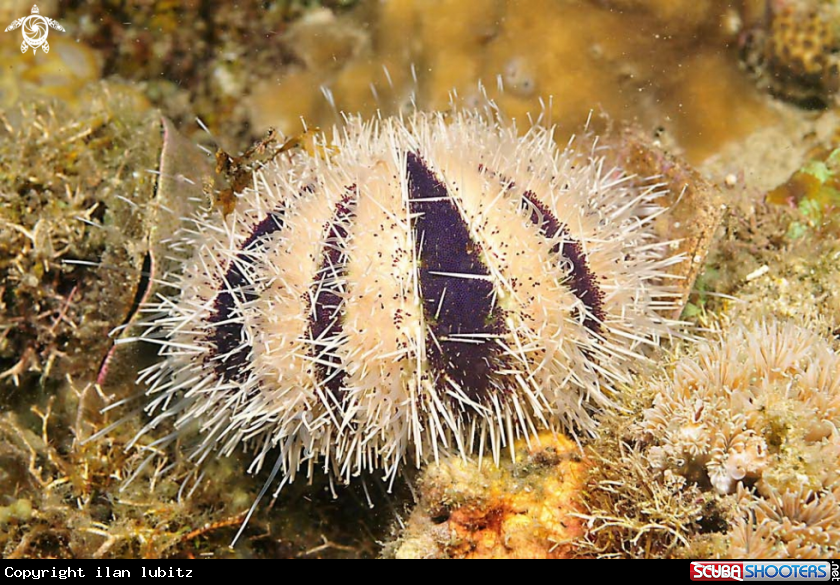 A sea urchin