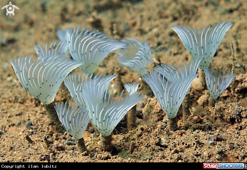 A tube worm