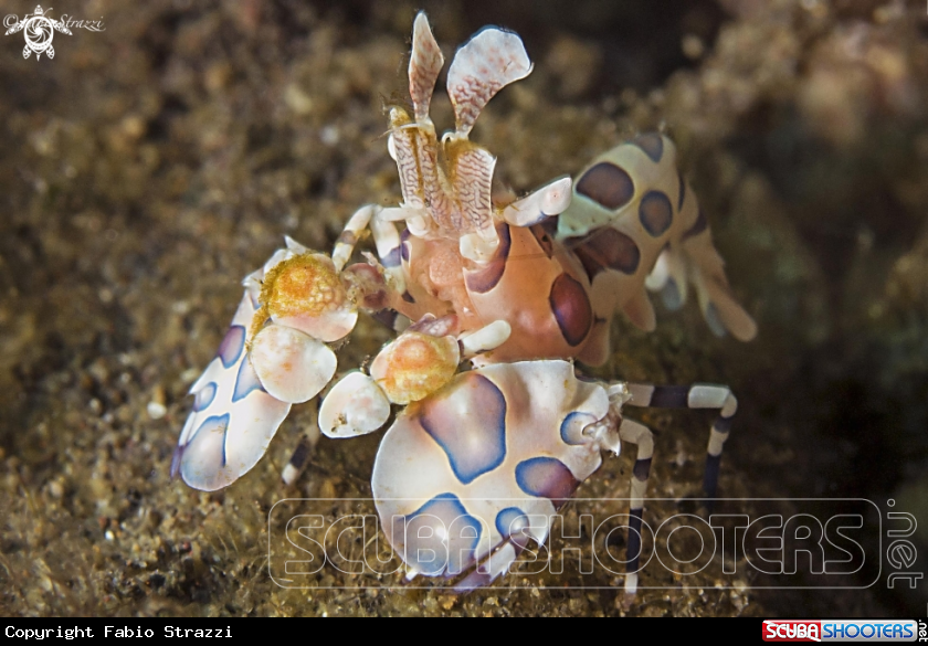 A Arlequin shrimp