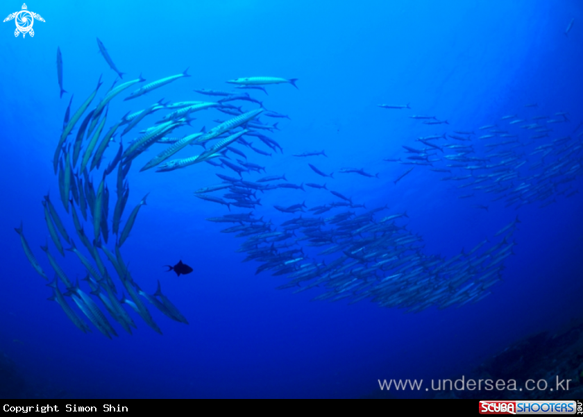 A barracuda