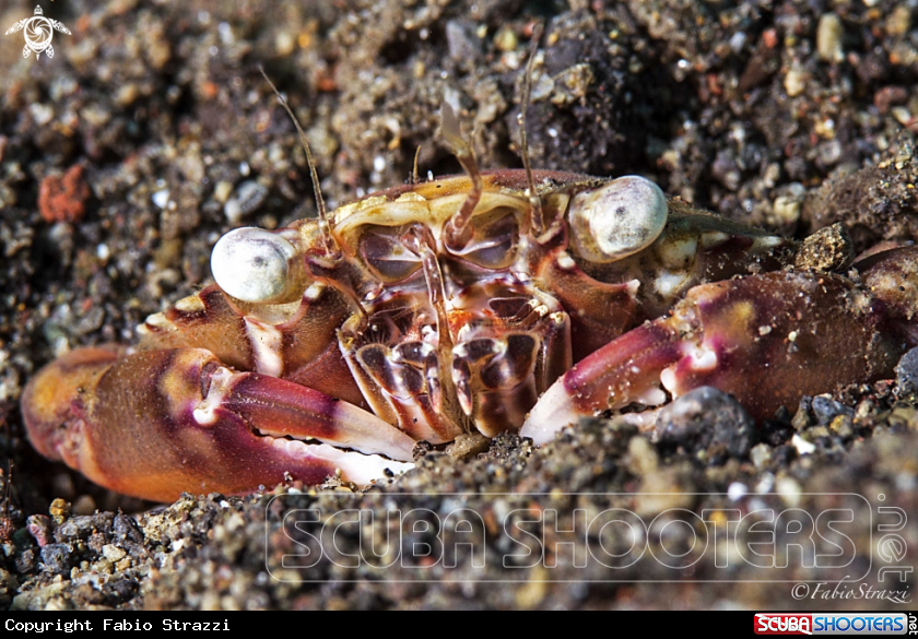 A Anemone crab