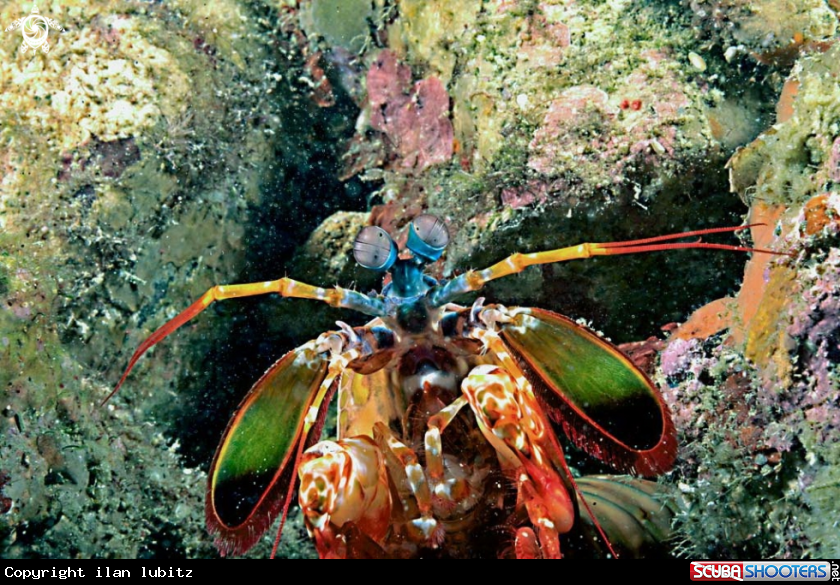 A Mantis shrimp