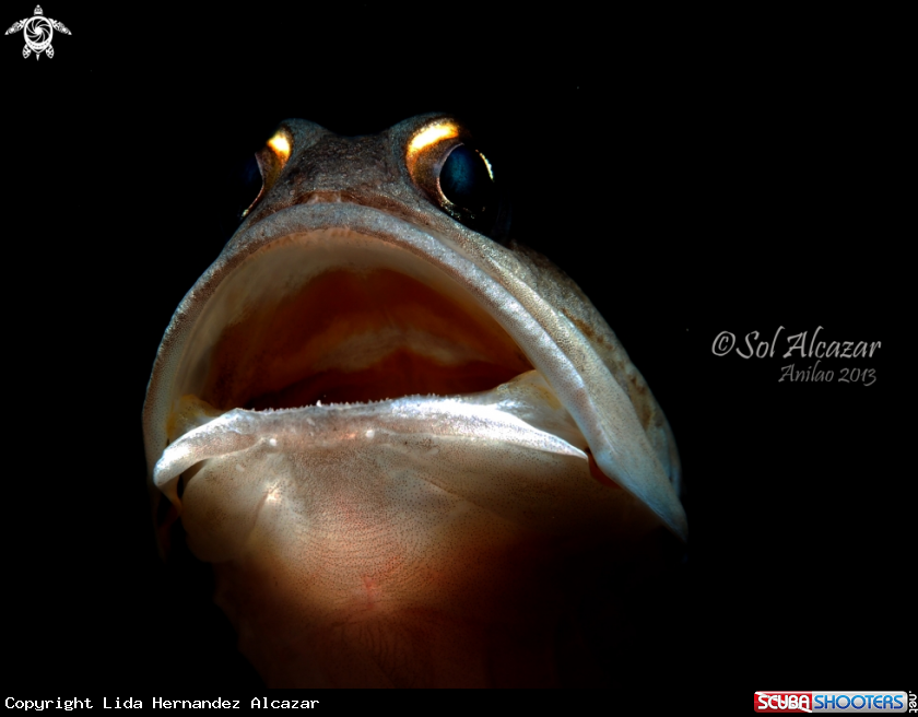 A jawfish