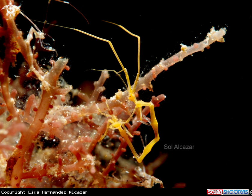 A skeleton shrimp