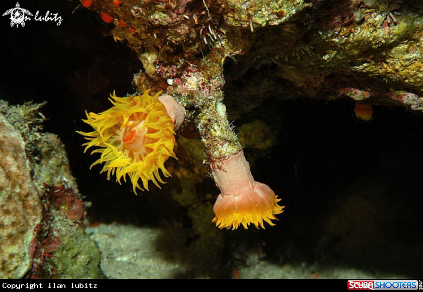 A soft coral plyps