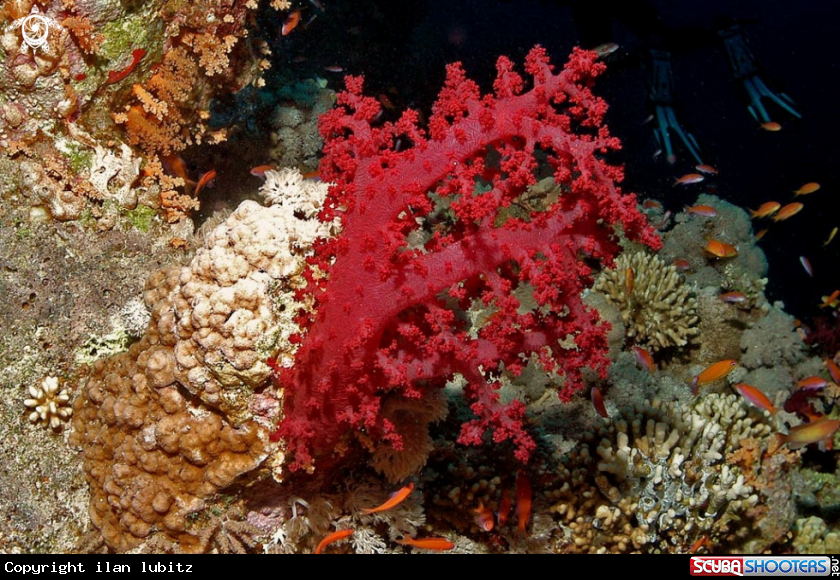 A soft corals