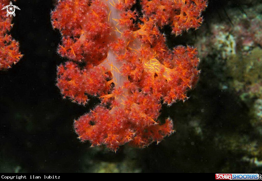 A soft corals