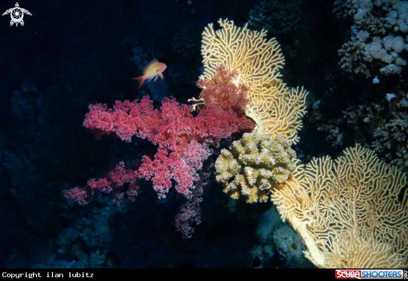 A soft corals