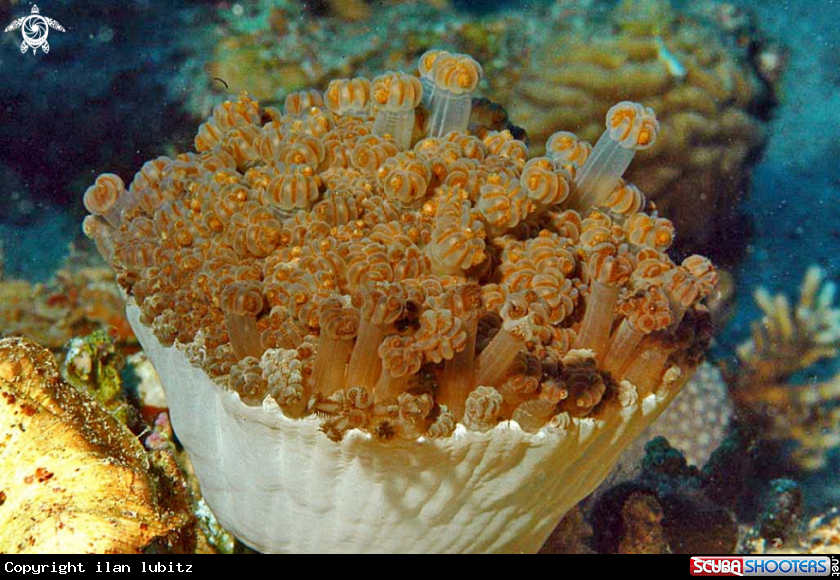 A soft corals