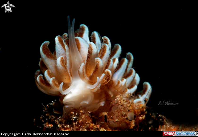 A nudibranch