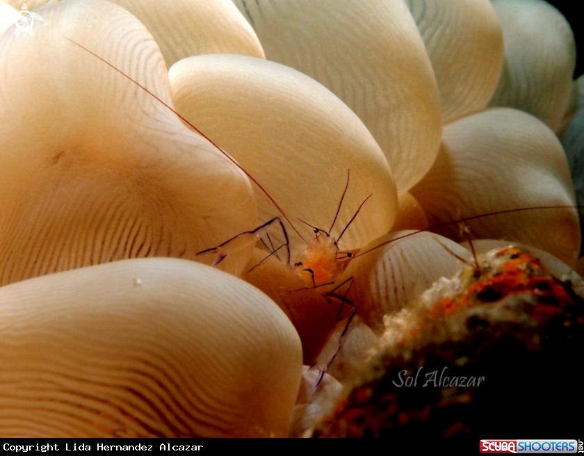 A bubble coral shrimp