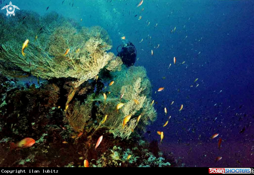 A Gorgonian