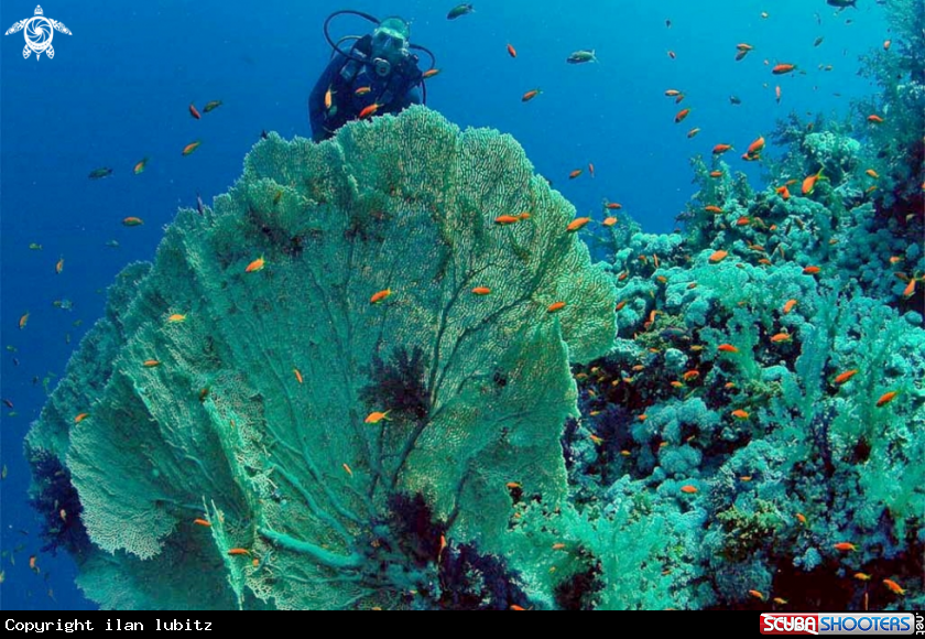 A Gorgonian