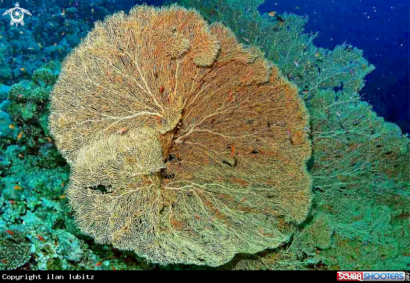 A Gorgonian