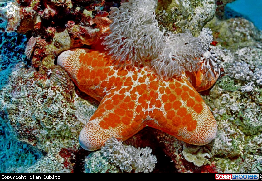 A starfish