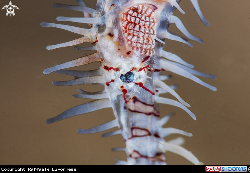 A ghost pipe fish