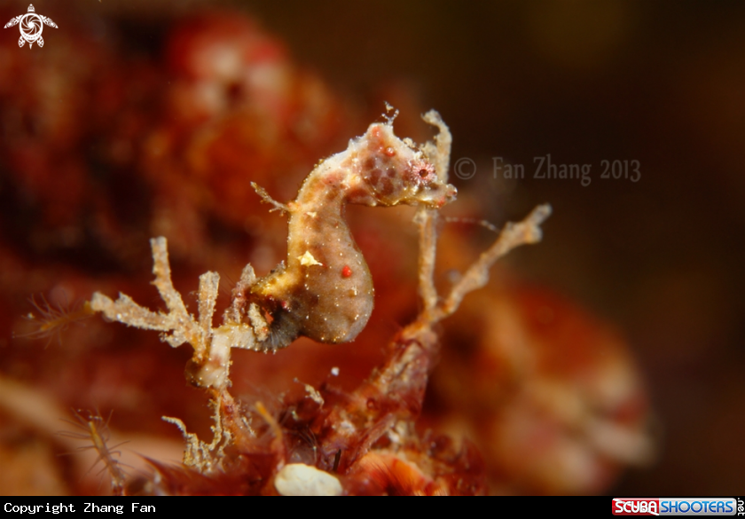 A Severn's pygmy seahorse