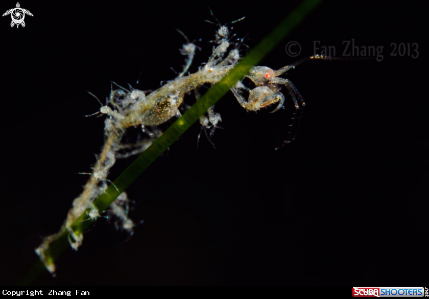 A skeleton shrimp 