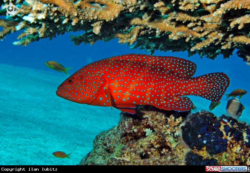 A reef fish